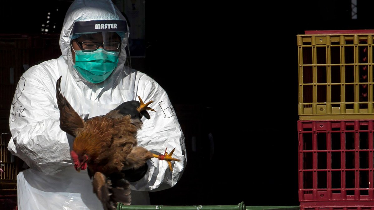 COVID19_disease's tweet image. ⚠️ BREAKING: 

China 🇨🇳 Reports Three New Human Cases of Avian Influenza A(H9N2)

Three children in China ages 1, 5, and 8 have been reported with human H9N2 avian influenza, with symptoms starting between 30 Nov and 7 Dec 2025.