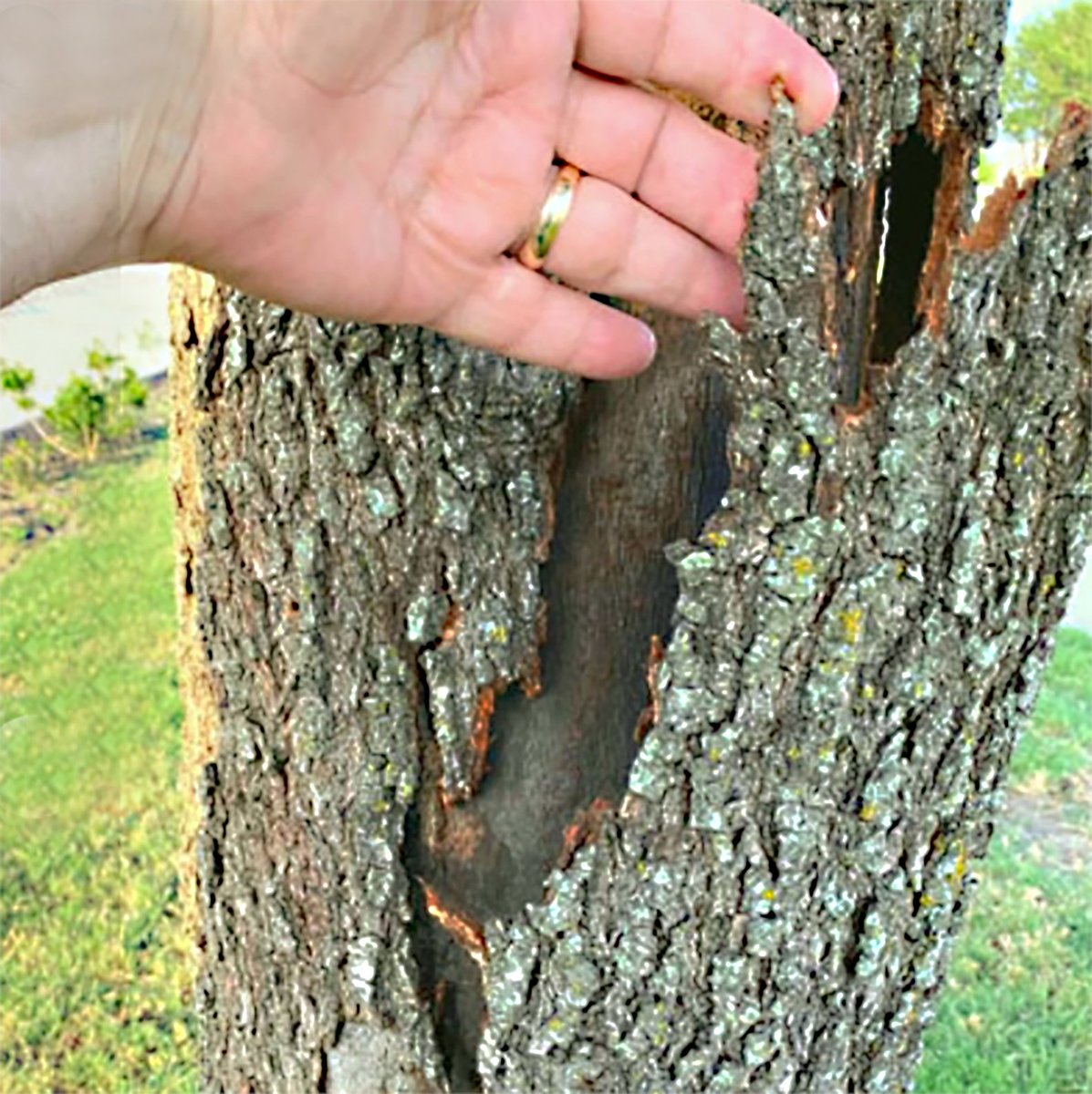 Trees don’t actually explode, but freezing conditions can cause frost cracks. When temperatures drop suddenly, water inside the tree expands and contracts faster than the bark can handle, causing the outer layer to split.

👉 Winter tree care: tfsweb.tamu.edu/trees/tree-car…