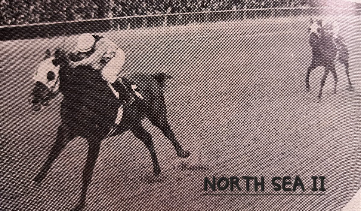 HORSERACING1002's tweet image. NORTH SEA 🇺🇸1969
(NEARCTIC -LOOK MA BY NATIVE DANCER)
#NorthSea
B/O Alfred G. Vanderbilt (Md) Feb 4, 1969
45-10-9-11-$237,206
Paumonok H  G3, Minuteman H, Jennings H, Westchester H G2.
2nd Sport Page H, Roseben H.
3rd Excelsior H G2, Sport Page H, Queen's County H G2, Nassau
