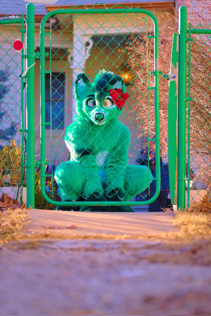 DukeDoggo's tweet image. It's currently -10°F, and feels like -30°F. If you're cold, they're cold. Be safe!🥶❄️
📷: @ArtemisWishfoot #FursuitFriday