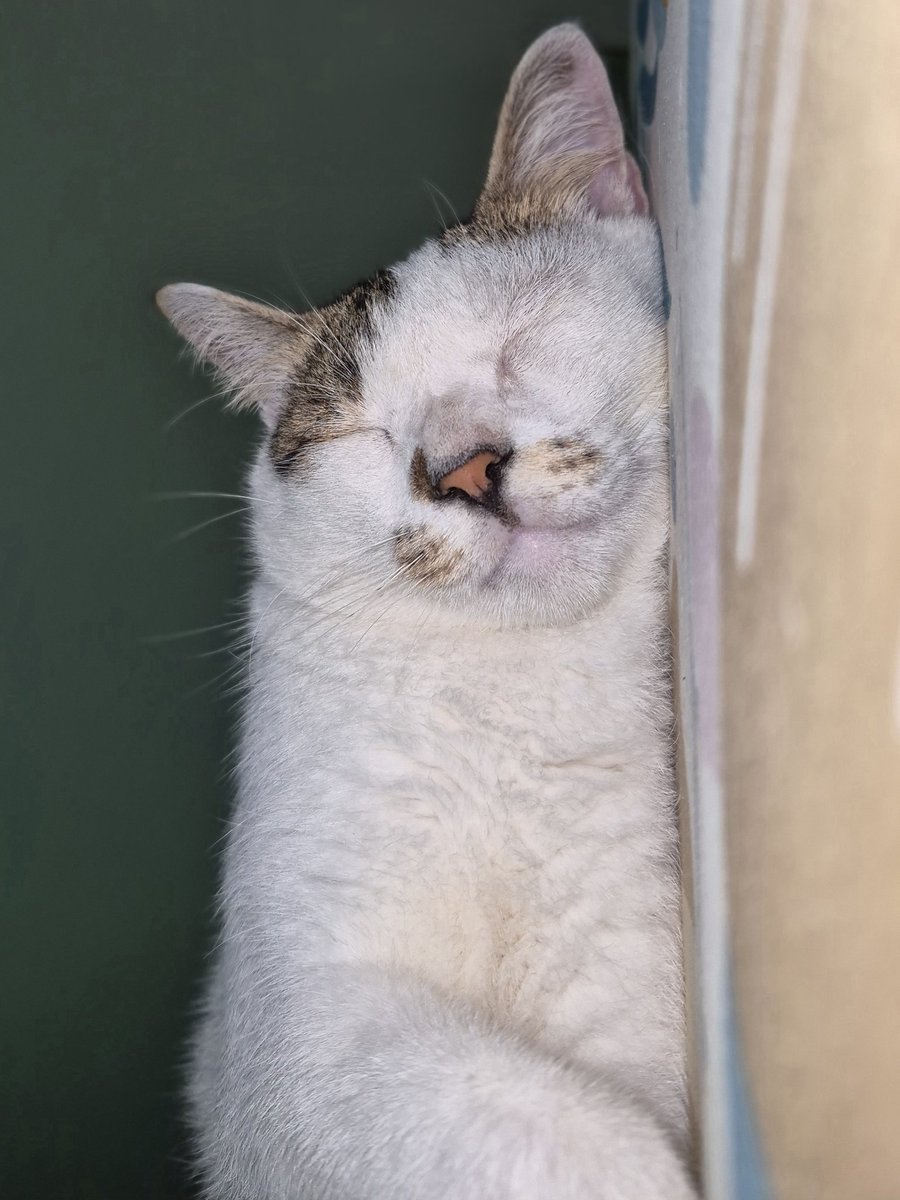 live update: sleeping 😌💤

Mini 🐾