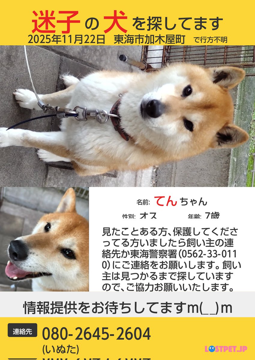 jPPH5D4fQC57693's tweet photo. #迷子犬　#愛知県　#東海市
居なくなり3ヶ月になります
情報をくれる方がいましたが発見できていません、探しています、
東海市、大府市、知多市、東浦町などの方で、見たよ、保護しているよ
という方お知らせ下さい。
お願いします。 https://t.co/tqI1x4mr6C