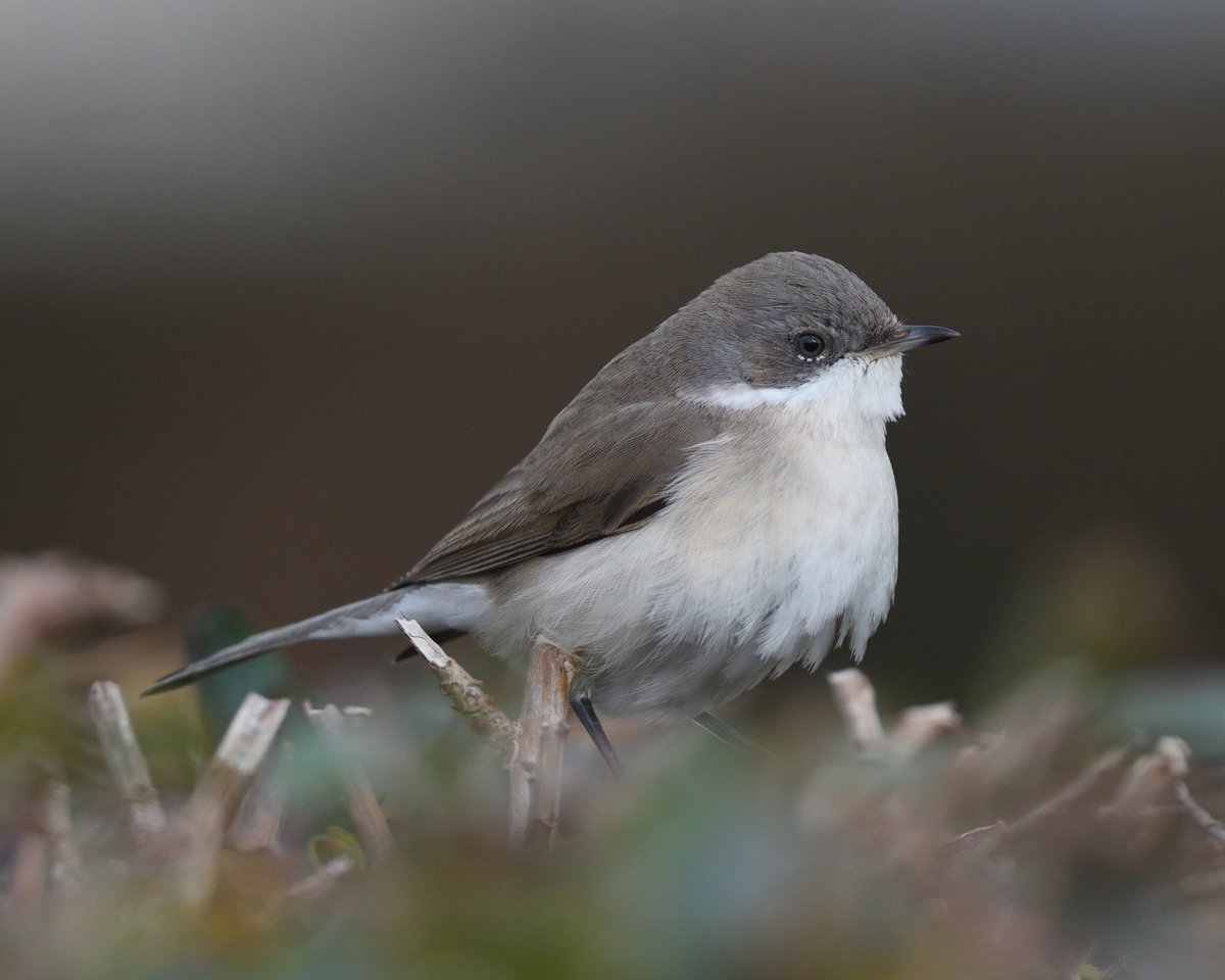 Steph Murphy tweet media