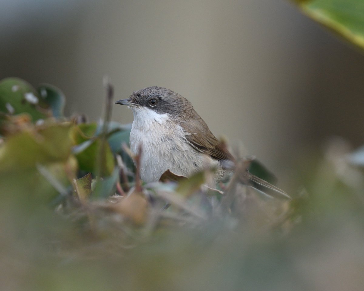 Steph Murphy tweet media