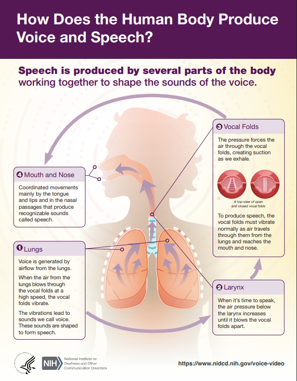 the next YonKaGor song will be sung using voice.
Voice is generated by airflow from the lungs. When the air from the lungs blows through the vocal folds at a high speed, the vocal folds vibrate. The vibrations lead to sounds we call voice.