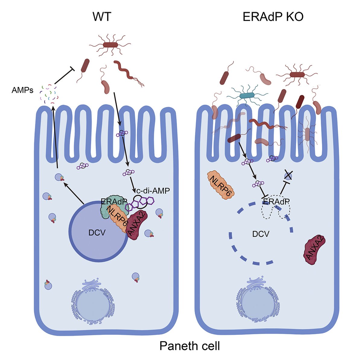 JExpMed's tweet photo. Cunzhen Li et al. find that in #Paneth cells, ERAdP senses c-di-AMP derived from intestinal microbiota, activating dense core vesicle biogenesis & AMP secretion to enhance intestinal defense. https://t.co/S8Je07BmTK
📘 In #Immunology Update Winter 2026 👉https://t.co/wWXxV1ewET https://t.co/GRroxhRCiz