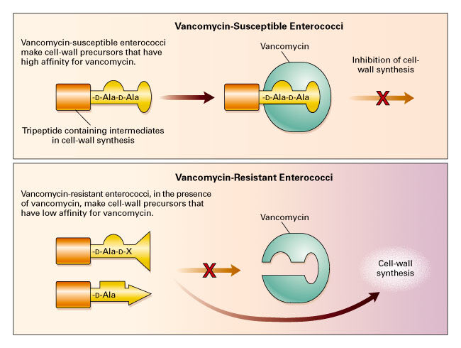Vancomycin-Resistant Enterococcal Infections | New England Journal of Medicine

(nejm.org/doi/full/10.10…)