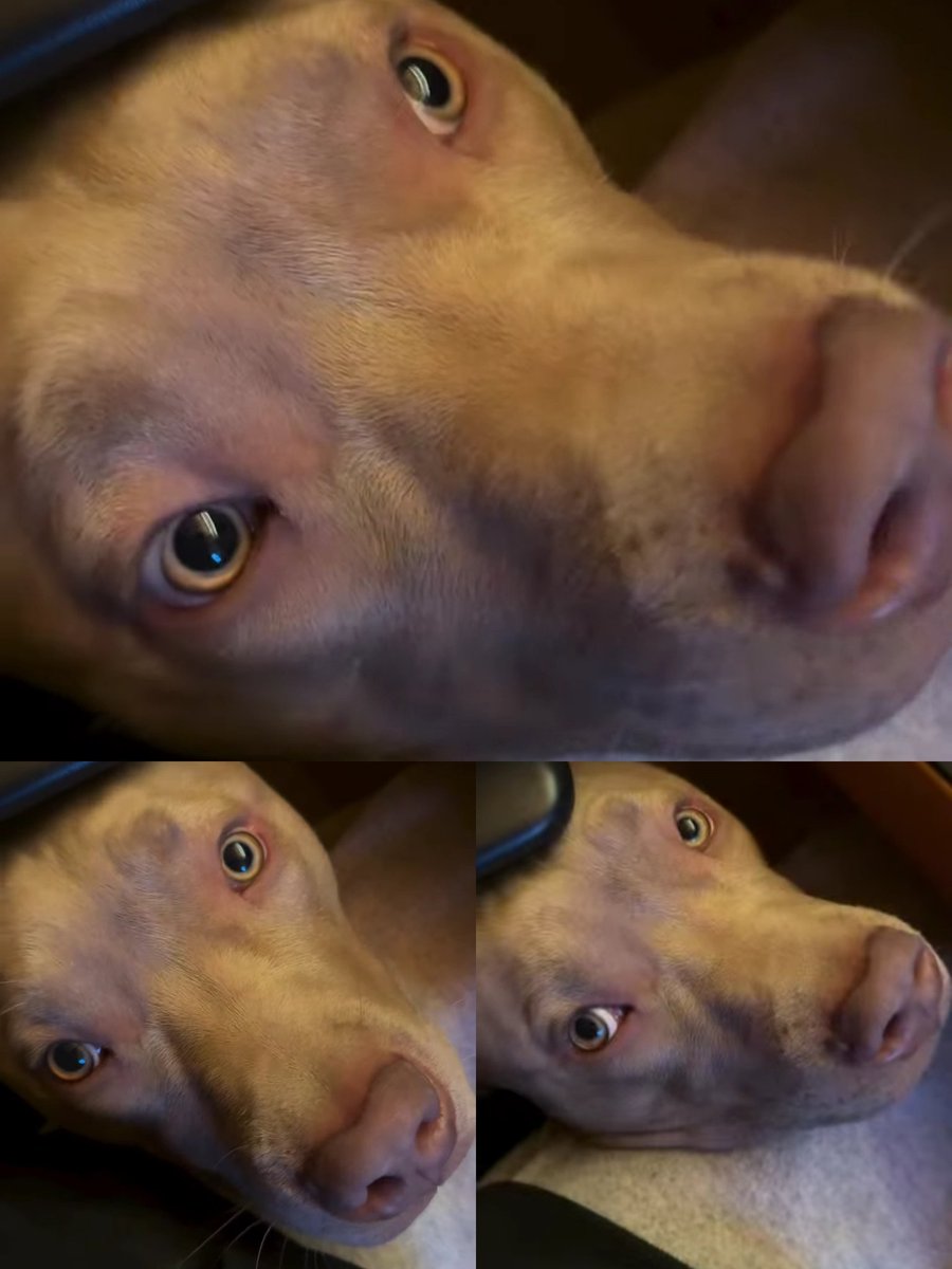 Buonasera piccolo Jago in 3  foto  🐶😊#ddm