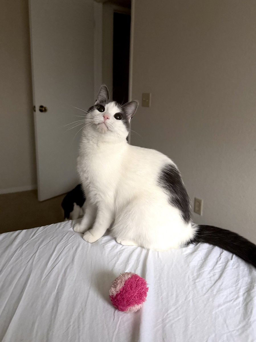 Friends of Bear Cat Rescue tweet media