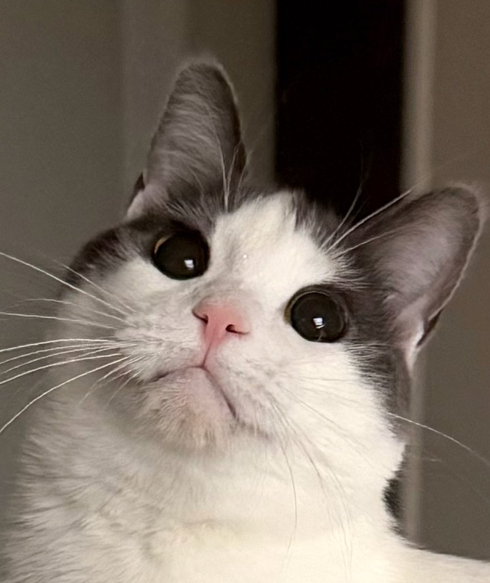 Wonton is starting a business where if you're having trouble getting out of bed in the morning, she brings you her favorite ball and stares at you like this