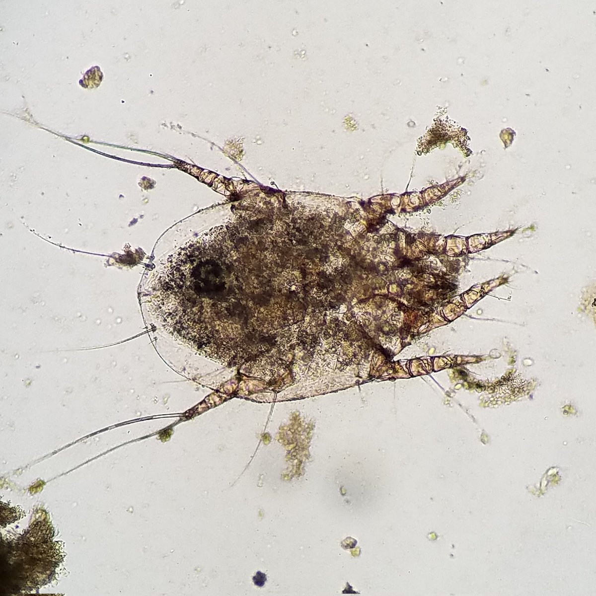 Otodectes cynotis ear mite from a feline fecal float. Otodectes is fairly common throughout most of the world. It is primarily transmitted through direct contact with an infested animal, and transmission can be particularly common during the neonatal period #parasites #vetmed