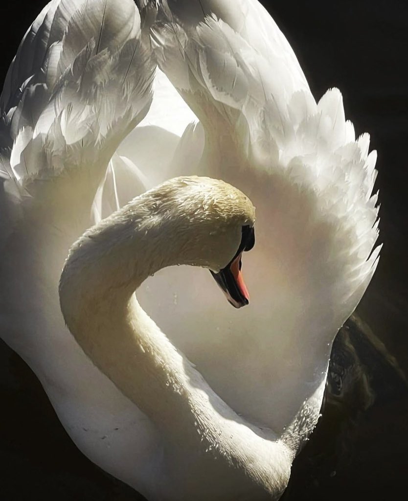 i2mmml's tweet image. 