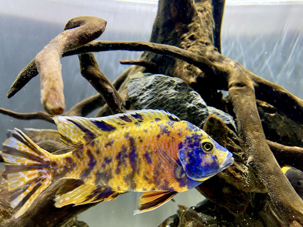 FluidIntl's tweet photo. Designing natural custom aquariums with live aquarium plants is one of our areas of expertise! The best aquarium store on Long Island is packed with healthy live aquarium plants and hardscape materials. Call us today to discuss your aquarium build https://t.co/8Jzuq38bH8 https://t.co/mMyjH3yHpE