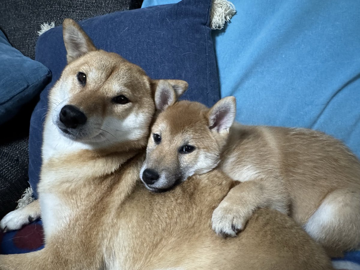 Carlos Leiva (@vfhig) on Twitter photo 