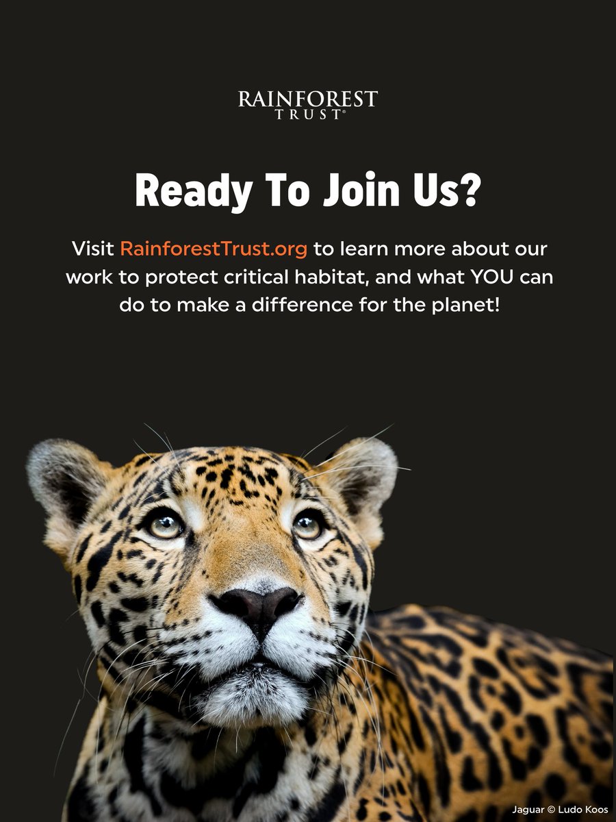 Rainforest Trust tweet media