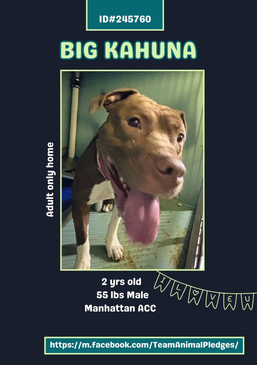 CharBolen's tweet image. BIG KAHUNA 🩵 #245760  2yr old Boy #NYCACC
New to shelter 6 days in. This beautiful sweet 
young boy needs a loving home and he's available 
to adopt!   Poor sweetheart was found stray and 
needs a new start!!  He's a loving snuggler!!
#Adopt #Foster #Pledge
A 4EVER HOME 🩵🏡🩵