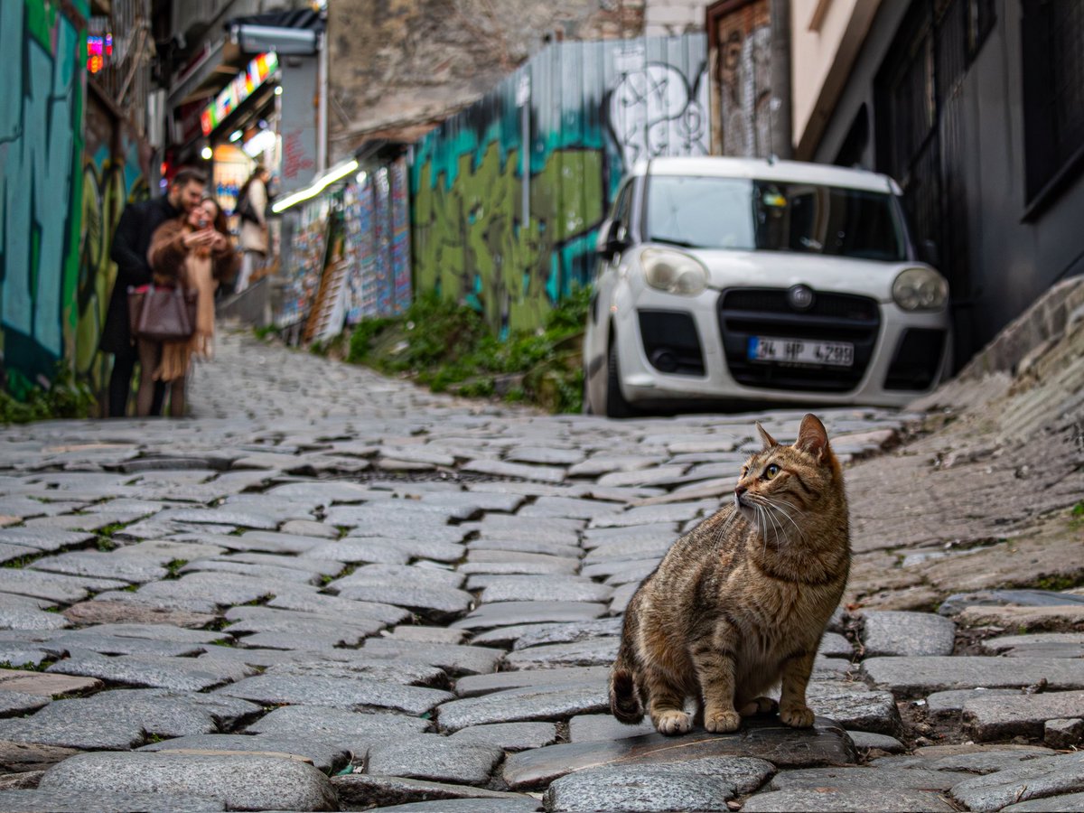 #straycat #cat #love #street #galata 

instagram.com/p/DT3CZS2DKfQ/…
