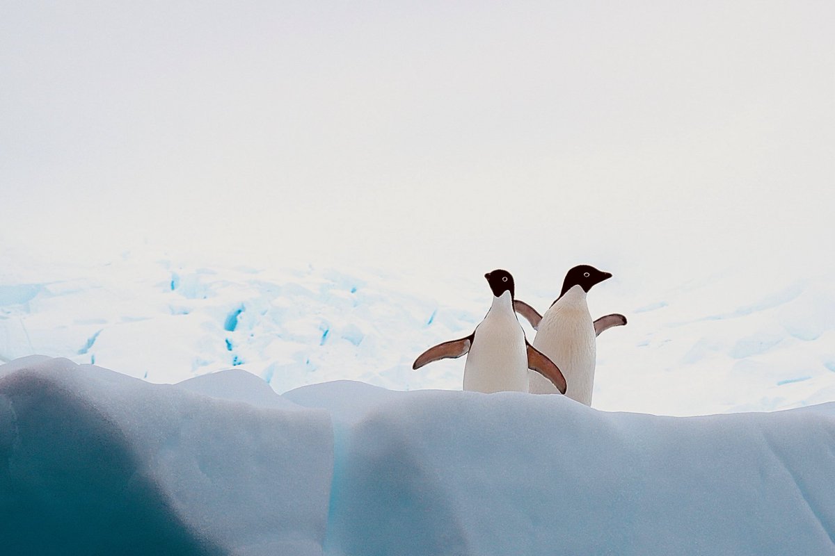 Paul Hanson tweet media