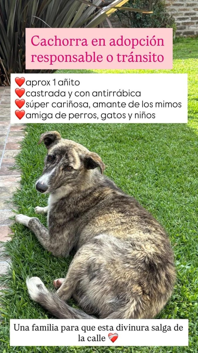 MelMinuto's tweet image. Rita está siempre en el acceso al pueblo y anoche estaba ya a metros de la ruta. La van a terminar pisando. Necesita un buen hogar 🙏🏼 luego vemos cómo trasladamos si alguien decide sumarla a su familia. Es una perrita muy enérgica y sociable.
Agradezco la difusión.