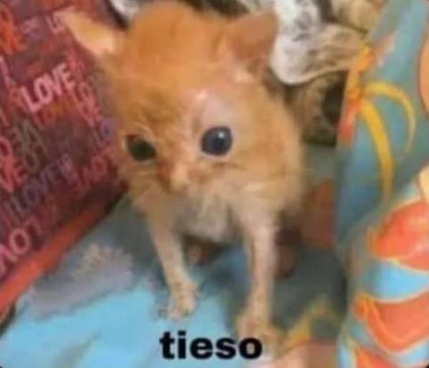 De verdad que cuando a uno le gusta alguien le contesta cualquier historia con tal de hablarle
