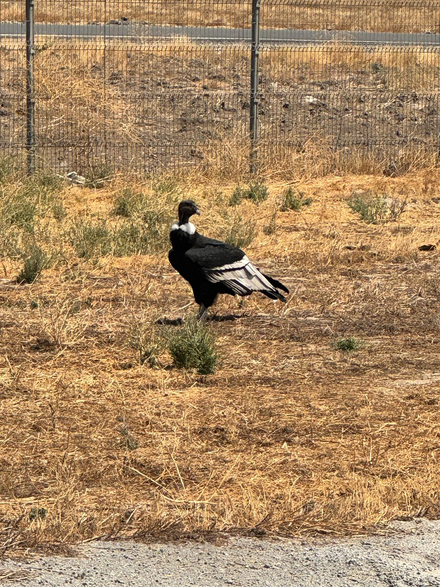 Antonia_Zun's tweet photo. Visita ilustre en el Aeropuerto de Santiago de Chile, (Pudahuel) ¡hermoso ejemplar de Condor ! …#monsalve #tricel #Gabinete #oscar #aeropuerto @AeropuertoStgo #pudahuel https://t.co/ewJjL0gIGt