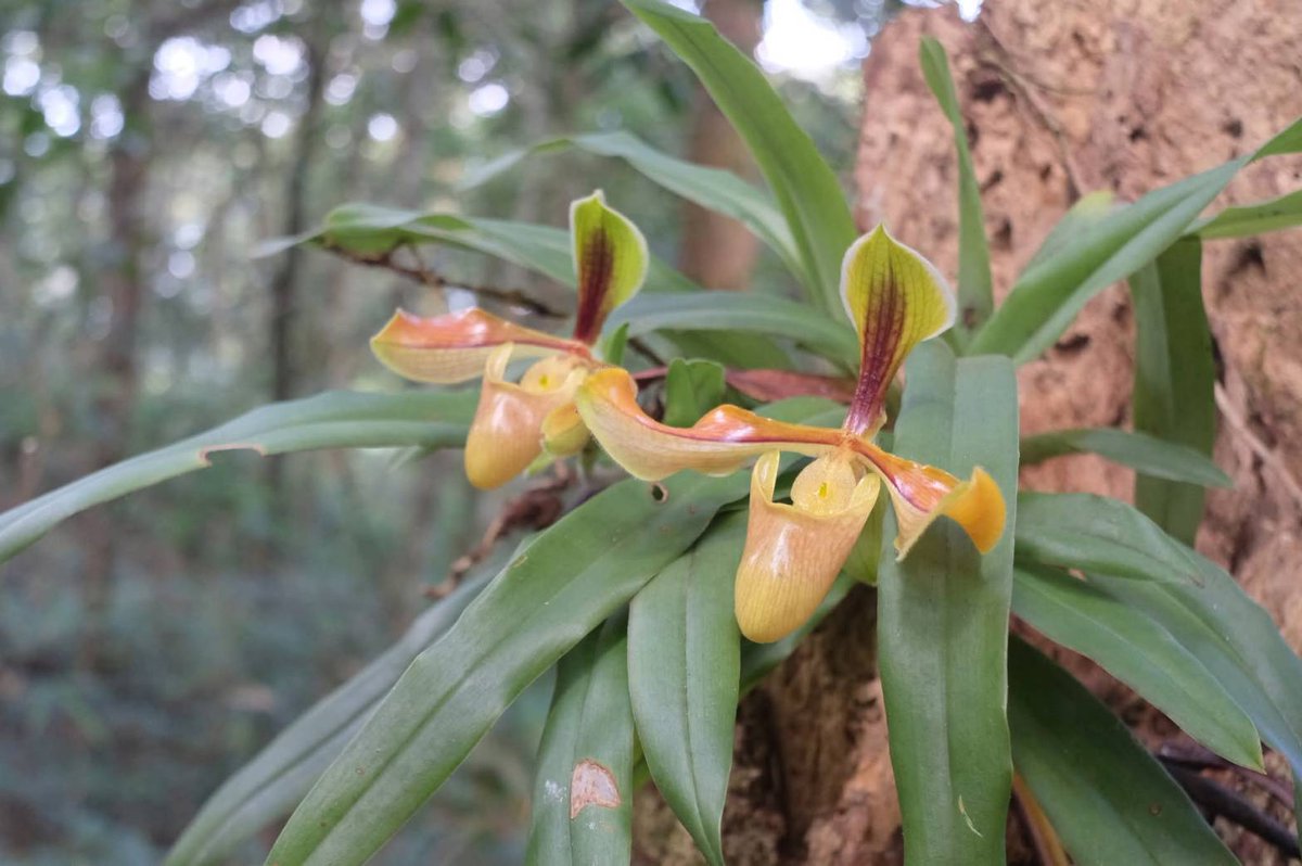 กรมอุทยานแห่งชาติ สัตว์ป่า และพันธุ์พืช tweet media