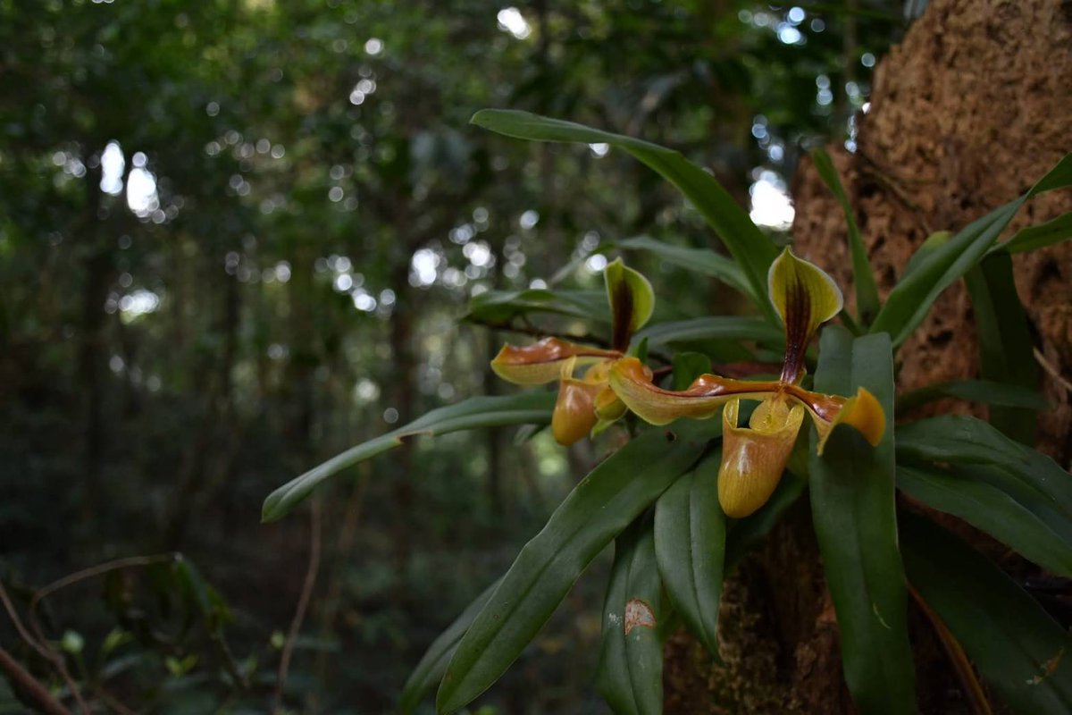 กรมอุทยานแห่งชาติ สัตว์ป่า และพันธุ์พืช tweet media