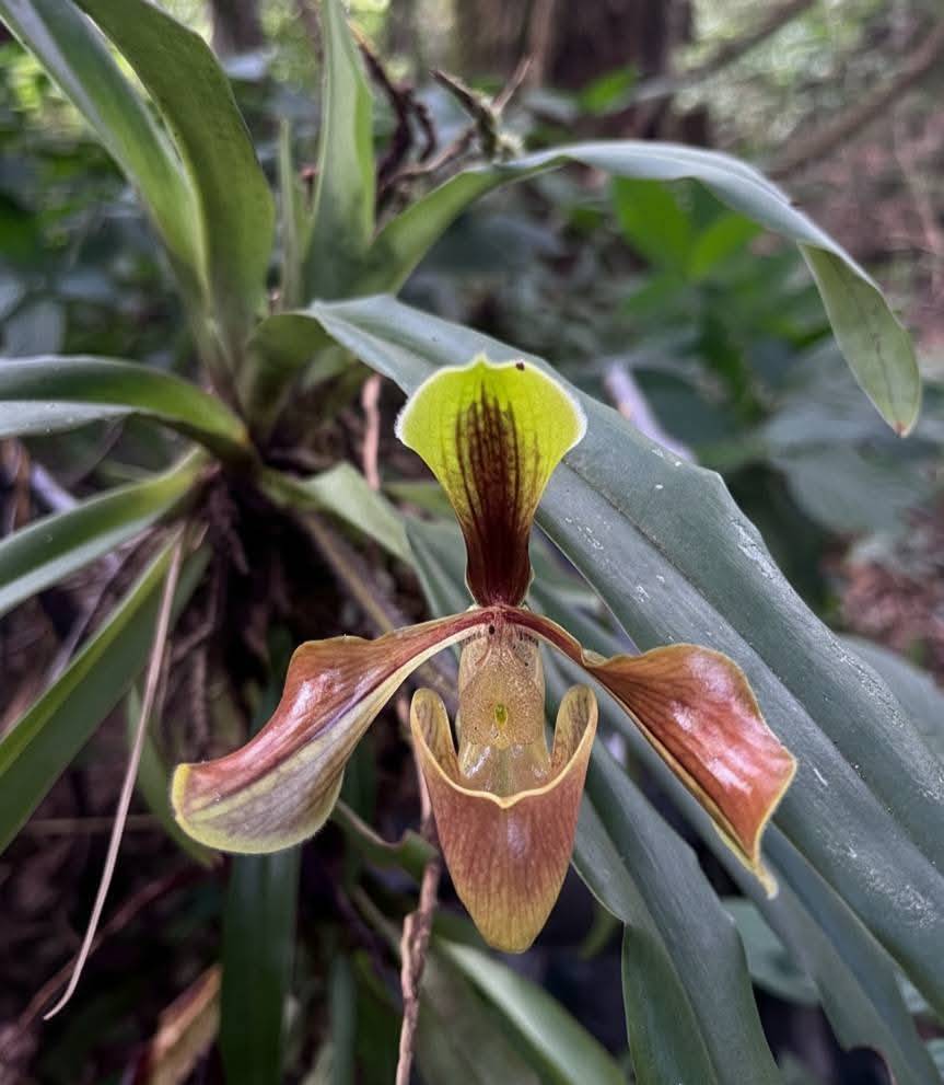 กรมอุทยานแห่งชาติ สัตว์ป่า และพันธุ์พืช tweet media