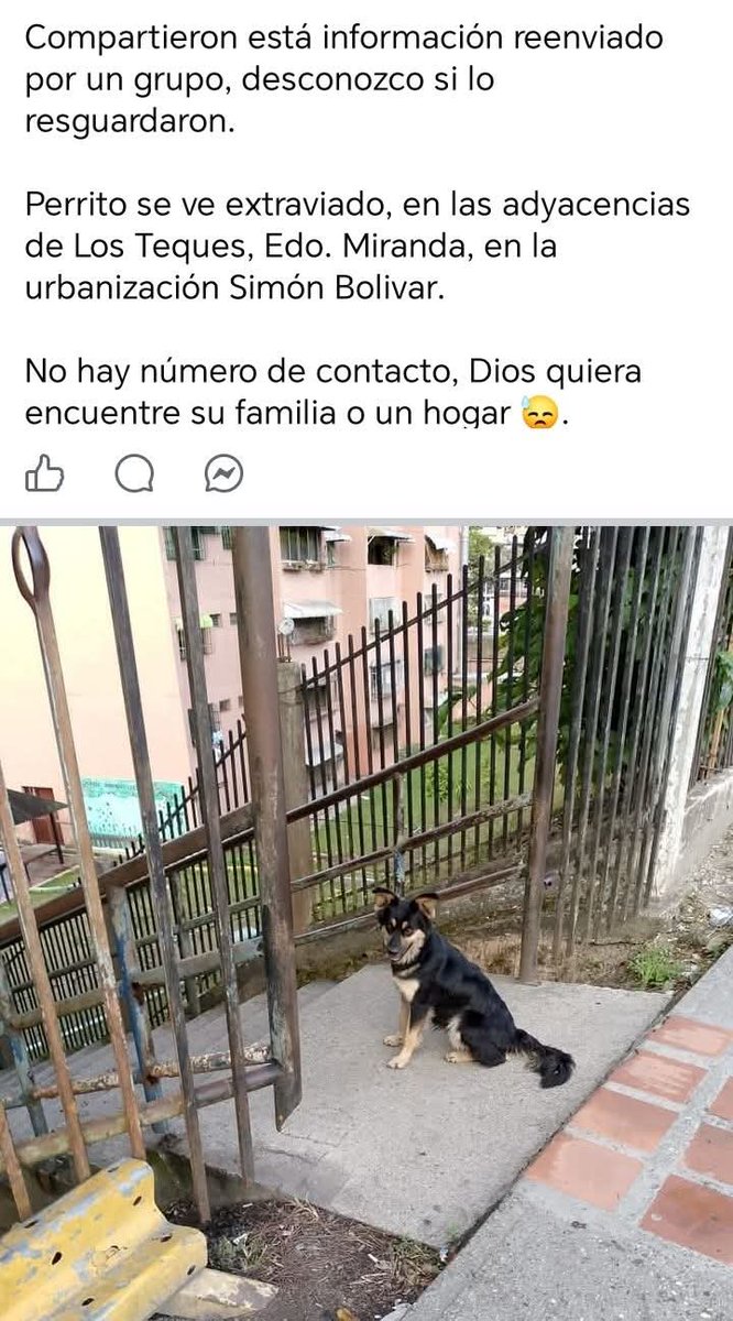 PerroUsuario's tweet image. Esperamos que su familia lo esté buscando, Los Teques Urb. Simón Bolivar
