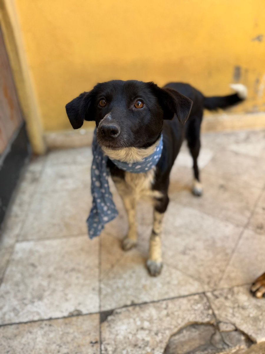 Me llamo Dingo. Yo también llegué a la basílica el 12 de diciembre. Pero yo no venía de tan lejos. Es que no soy tan grande y no aguanto tanto jeje. También me asusté pero después supe que todo iba a estar bien.

es que nos rescataron rápido.

Y la verdad estoy súper contento.