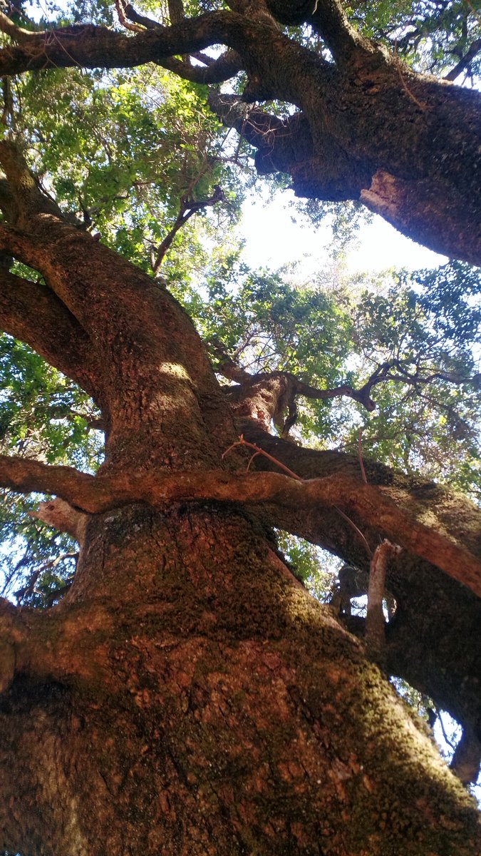 Ladera Sur 🌎 tweet media