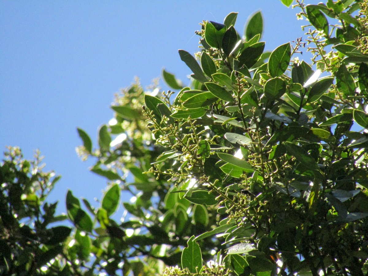 Ladera Sur 🌎 tweet media