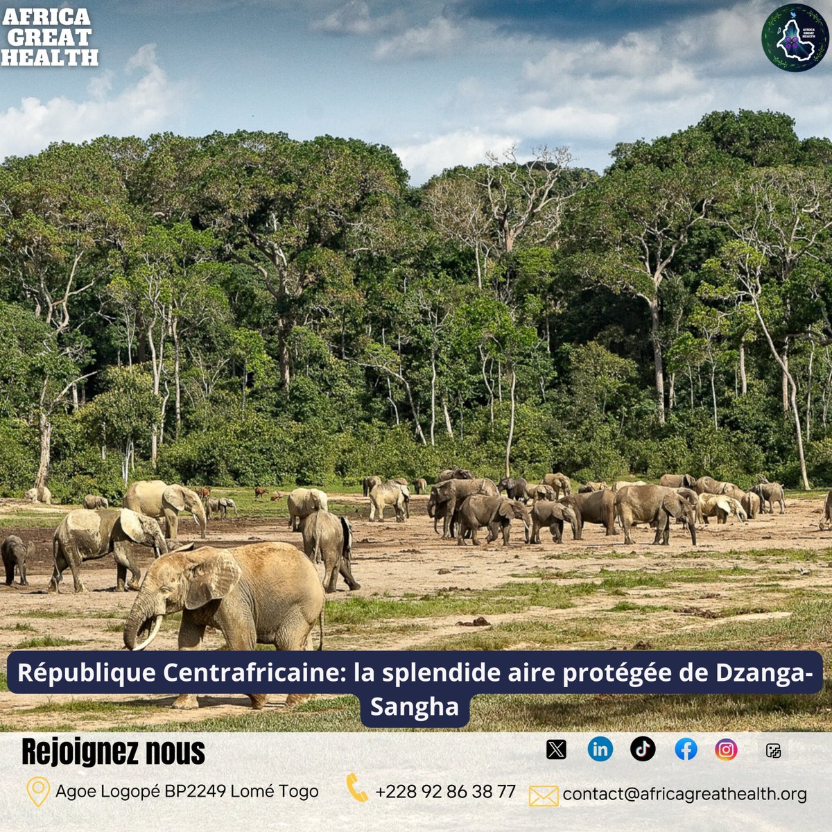 AfroGreatHealth's tweet photo. À Dzanga-Sangha, la forêt murmure et les éléphants se rassemblent par centaines à la clairière de Dzanga Bai.
#dzangasangha 
#centrafrique 
#Afrique
#africagreathealth https://t.co/ZDw7W225fI