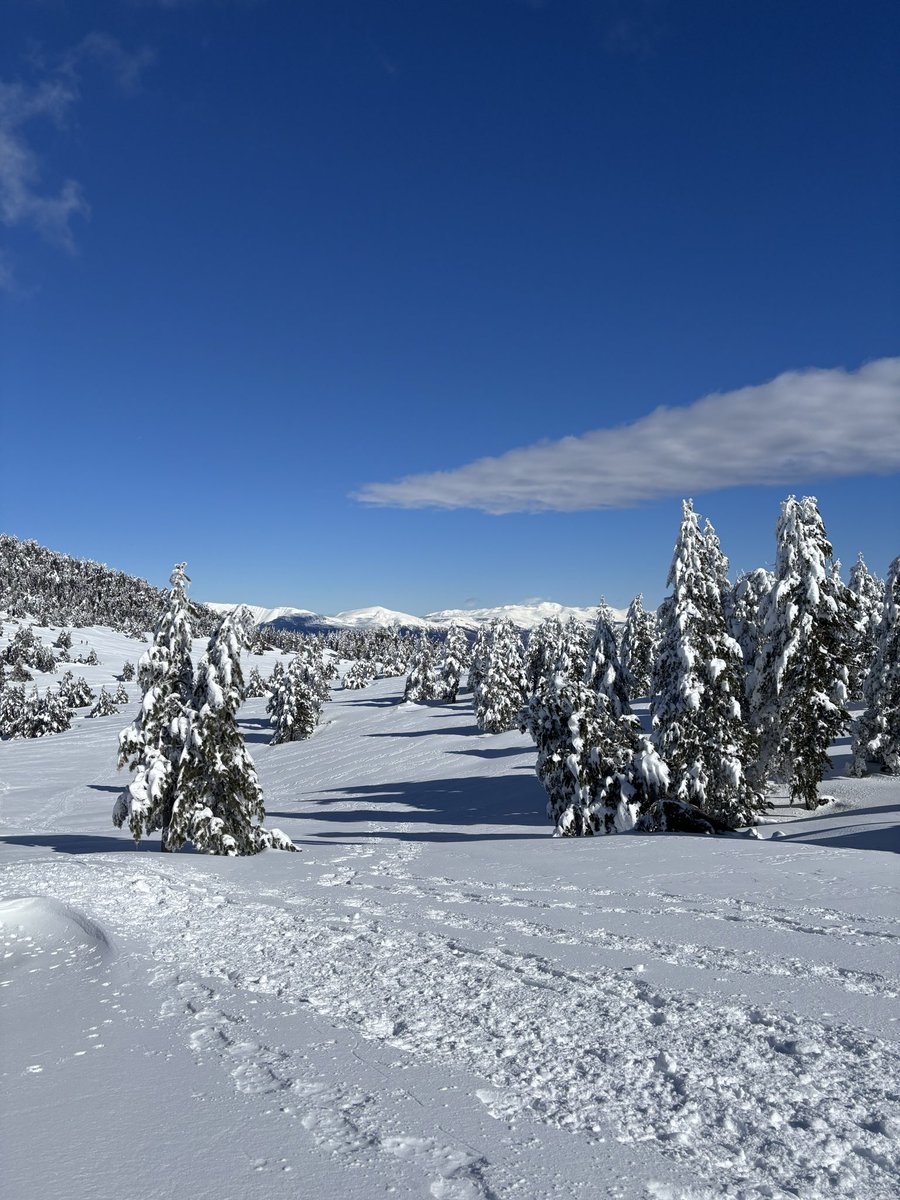 q_u_i_m_'s tweet photo. A vegades passa: s’han combinat la neu, el dia i el lloc, així que sens dubte he fet una de les rutes més boniques que he fet mai als Rasos de Peguera (Berguedà). A les fotos, a part d’un paisatge propi de Lapònia hi distingireu Montserrat, el Puigmal, i el mar d’un groc roent.
@refugirasos
