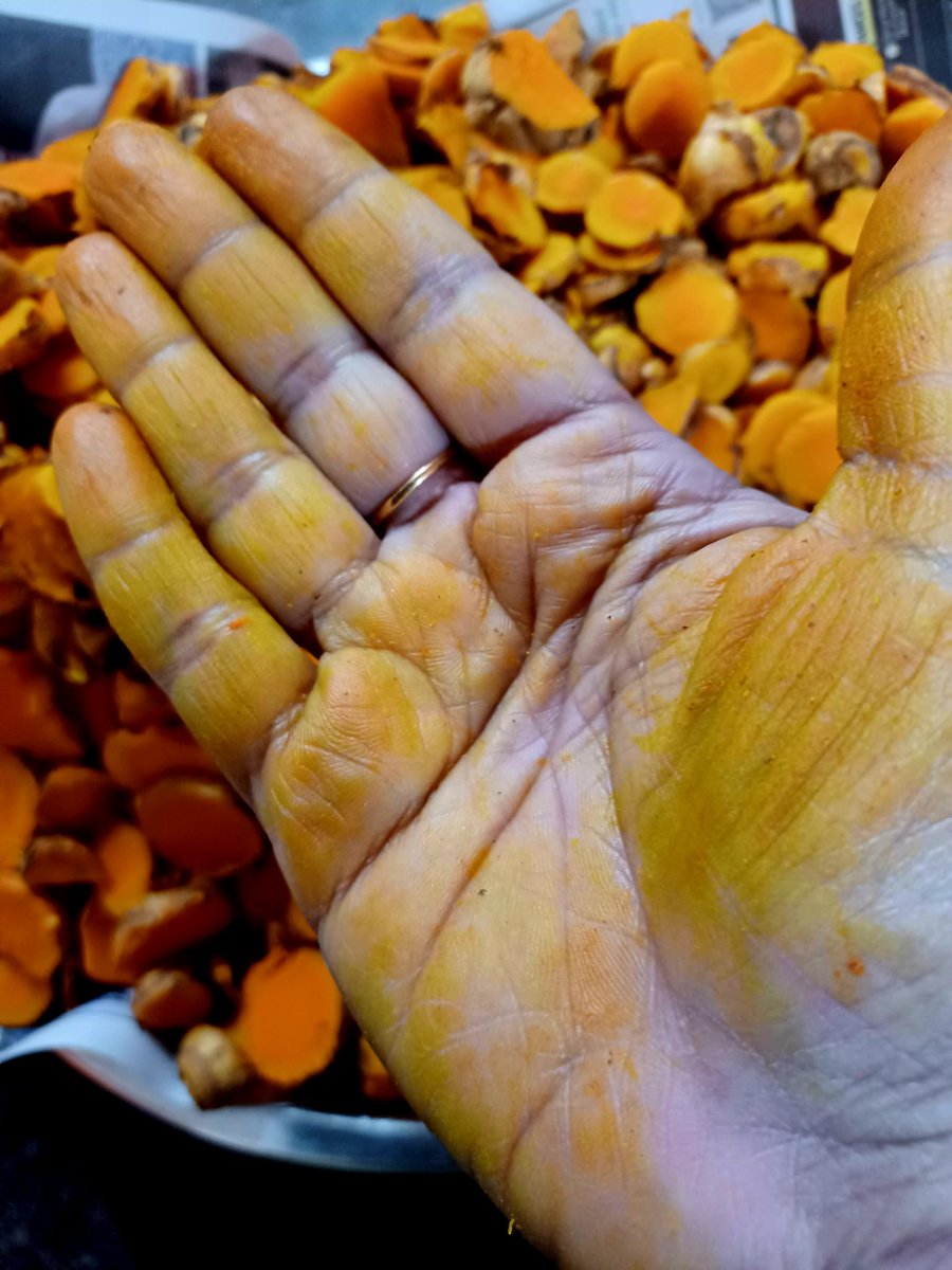 Saigeet36566874's tweet image. Turmeric powder making in progress. My home is filled with aroma. Harvested around 5 kgs this Pongal. Physically straining but hugely satisfying to make 100% organic curcumin intact turmeric powder at home. #HomeGarden