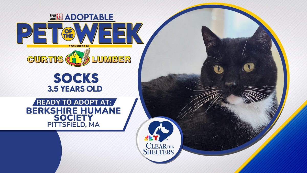 Socks is our #adoptablepetoftheweek on <a href="/WNYT/">WNYT NewsChannel 13</a> this weekend! Be sure to tune in to see him in action! To learn more about how to adopt him, contact our staff at (413)-447-7878 ext. 124
berkshirehumane.org/adopt/cats/
#adoptasheltercat
