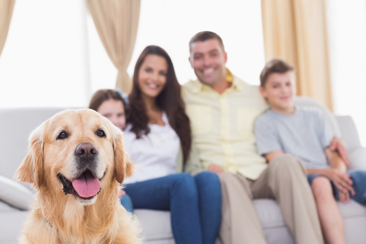 TimKyleElec's tweet image. Indoor air quality matters for every home, but families with pets notice air challenges more often. Cats curl up on furniture, dogs roam from room to room, and both leave behind dander, hair, and odors. timkylecompany.com/hvac-services/…
