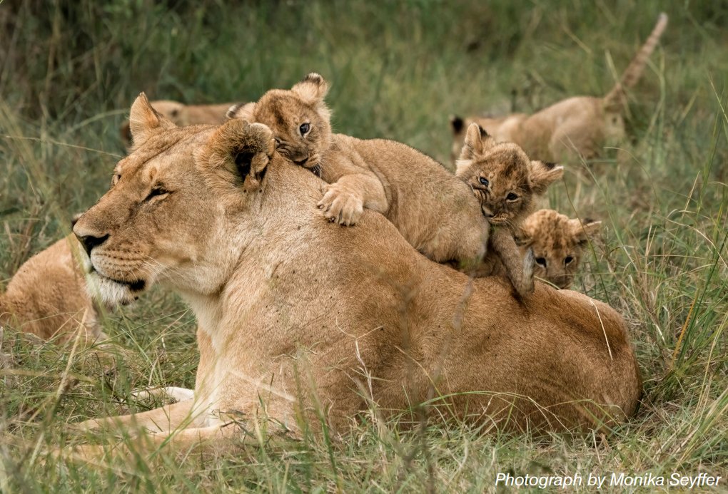 LION AID tweet media