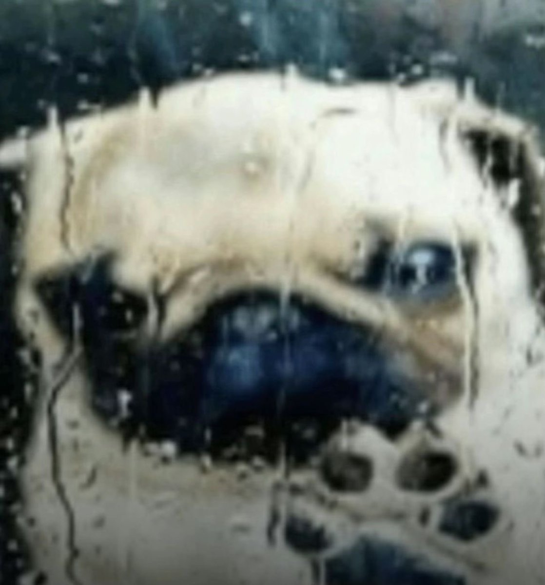 nestimeow's tweet image. ya ni migajero, cenicero directamente