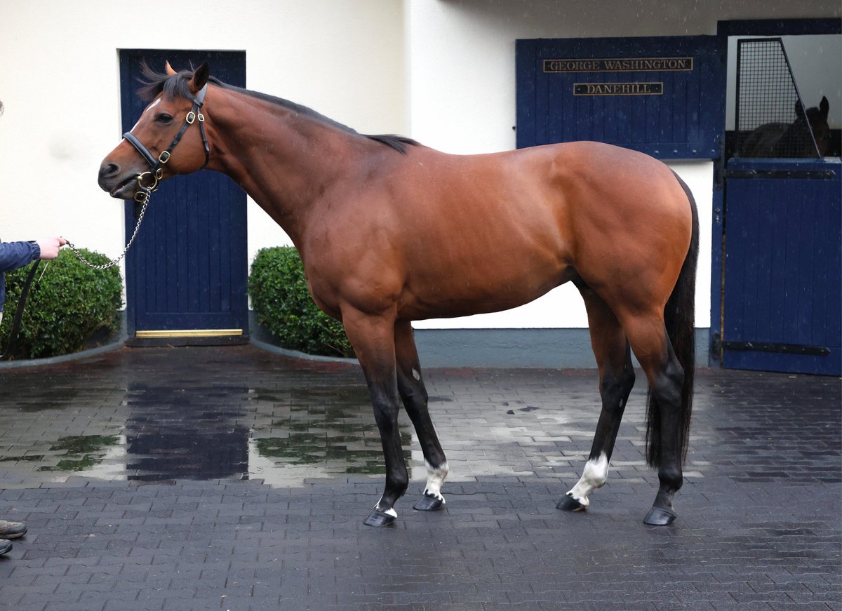 My favourite stallion currently at Coolmore 🤩. The wonderful, St Mark's Basilica (Siyouni x Cabaret).
#IrishStallionTrail