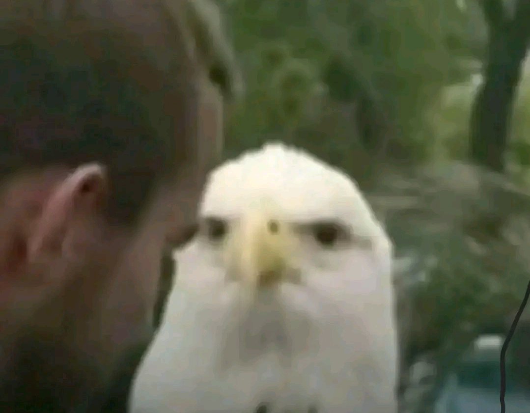 Lunaria.Bloom tweet media