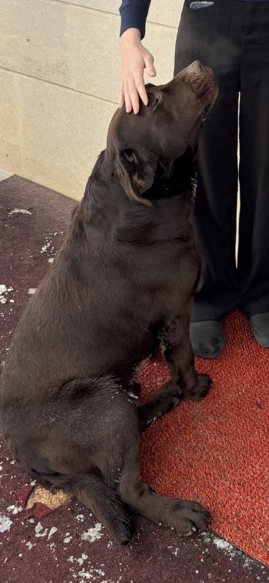 алматинцы 
просьба к вам
найден песик
просто пришел во двор где работает дочка
она его забрала домой
теперь пес у нас дома
ищем хозяина 
сводил к ветеринару 
все нормально но не чипирован 
думал по чипу найду хозяина 
перекиньте пожалуйста по чатам 
пес в районе Верхней Каменки