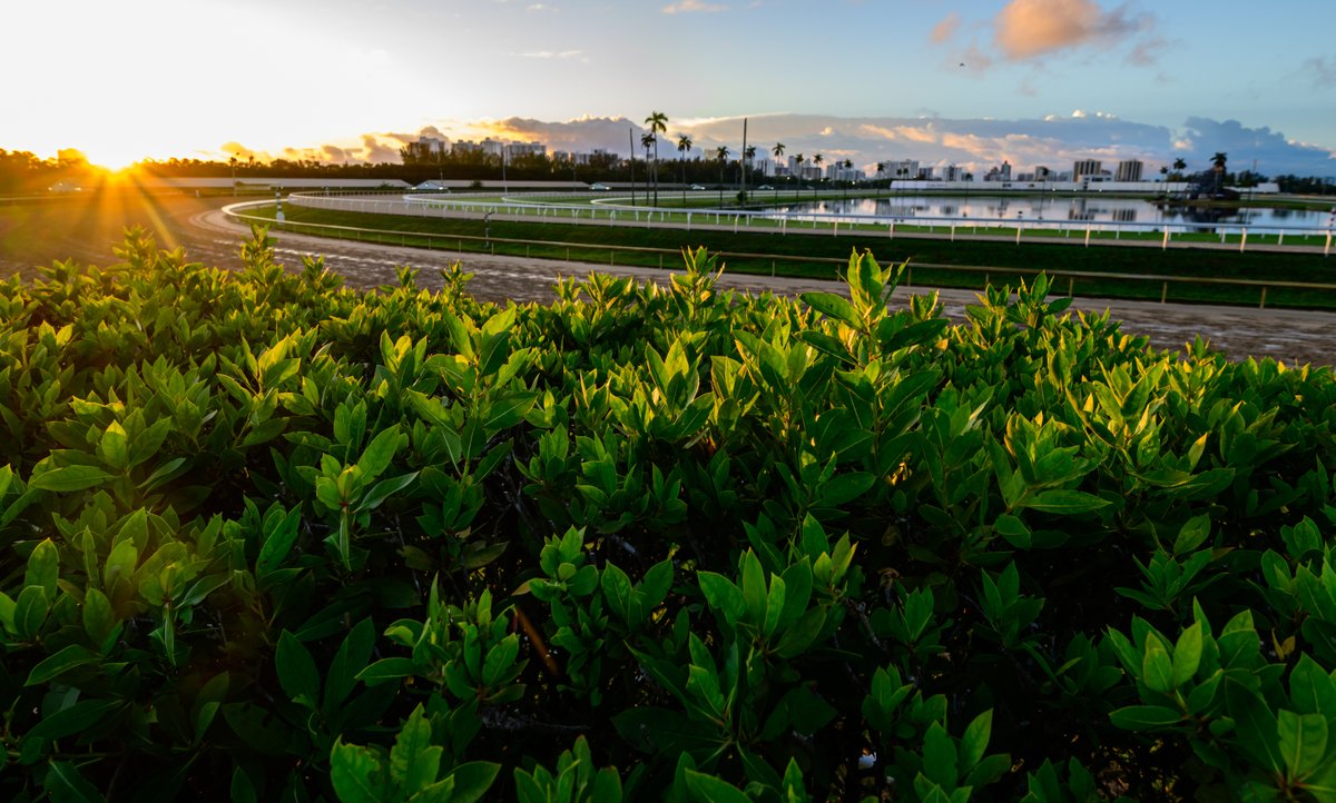 Pegasus World Cup tweet media