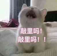 比特肥 || Bitfatty (🍀,🍀) tweet media