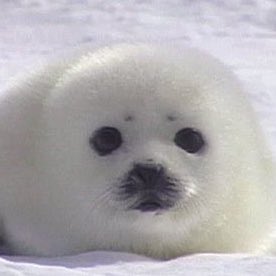 spreading my seal Sua propaganda