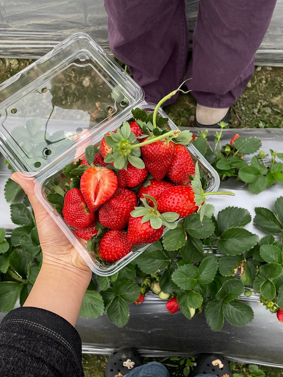 Sweet, juicy, and naturally delicious fruits make everything better 🍑🍎🍒😋