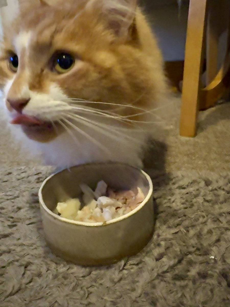 JellyOzzy's tweet photo. Ohhhh fish pie for dinner and some cheesy mash too, score 😻 #Hedgewatch https://t.co/tuz62qoYMN
