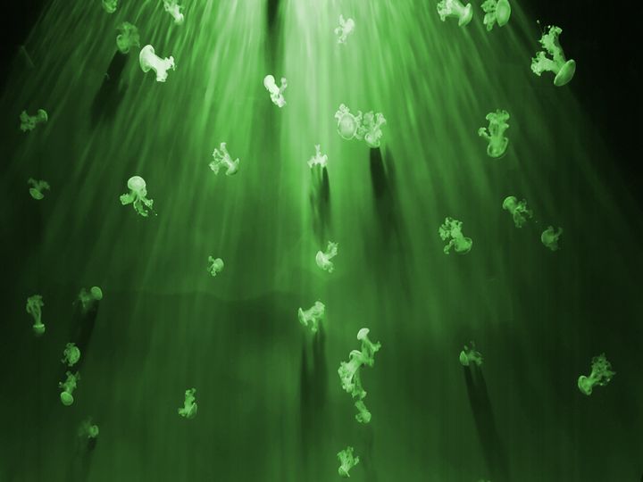 NubesDesign's tweet image. Art of the Day! "Jelly Fish derivation". Buy at: ArtPal.com/nubesdesignch?…