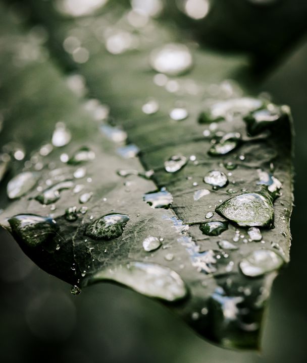 Studio623Photo's tweet photo. Art of the Day! "Dew Drops". Buy at: https://t.co/mLyw99oifT https://t.co/JgjnbmmF0Z