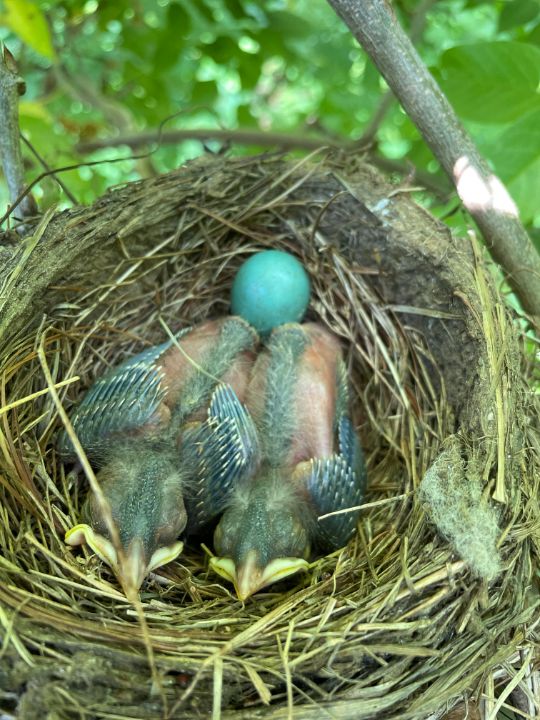 Art of the Day! "Baby Birds". Buy at: ArtPal.com/jrobin?i=14231…